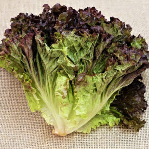Alface-crespa-roxa