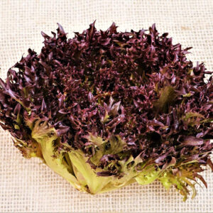 Alface-friseé-roxa