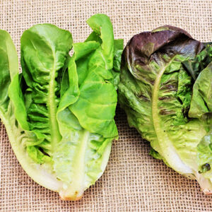 AlfaceMiniRomanaBicolor