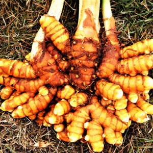 Curcuma002