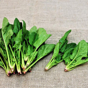 Espinafre-japonês-Horenso
