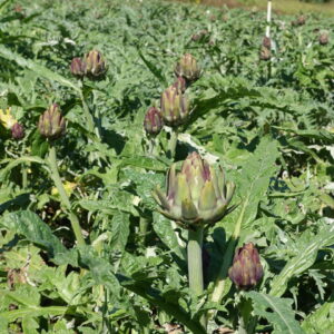 AlcachofraPlantacao.com