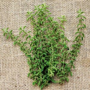 Oregano