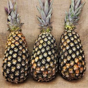 Abacaxi_Easy-Resize.com